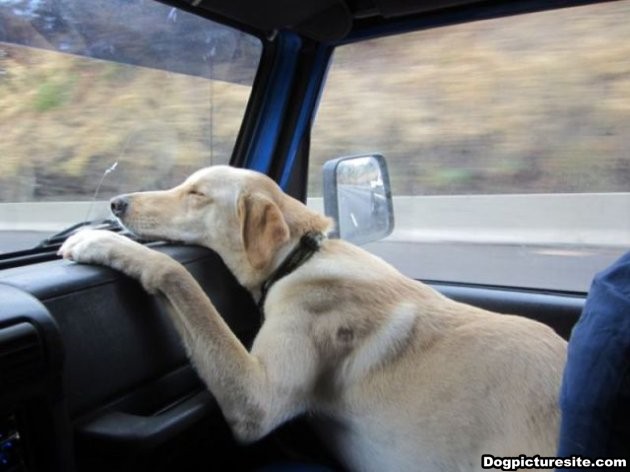 Let Sleeping Dogs Lie | Women on Wheels: #1 Female-driven motoring